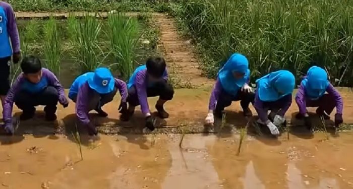 Serunya Outing SD JISc ke Desa Pelita: Belajar, Bermain, dan Menghargai Lingkungan