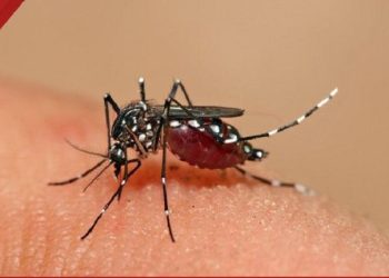 Sudinkes Jaksel Tangani 1.384 Kasus DBD Sejak Januari hingga November 2025