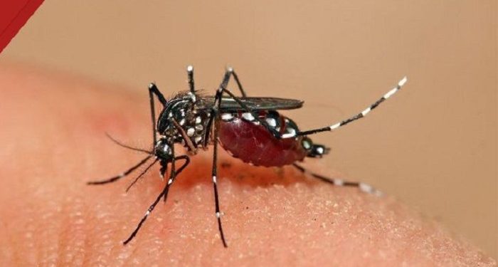 Sudinkes Jaksel Tangani 1.384 Kasus DBD Sejak Januari hingga November 2025