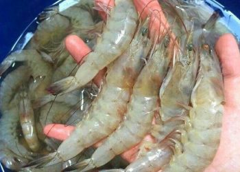 Ekspor Udang Indonesia ke Amerika Serikat Naik Mencapai 16.3 Persen