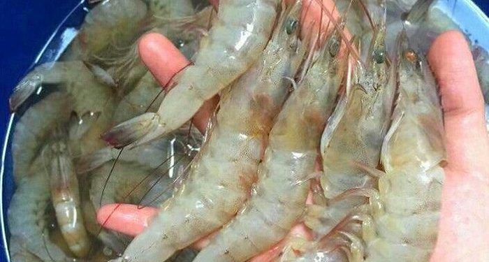 Ekspor Udang Indonesia ke Amerika Serikat Naik Mencapai 16.3 Persen