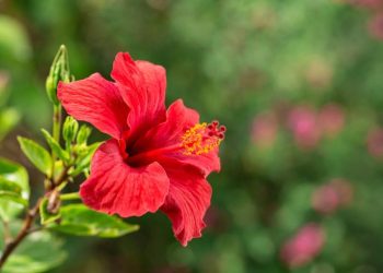 Cara Rambut Hitam Berkilau dengan Bunga Kembang Sepatu