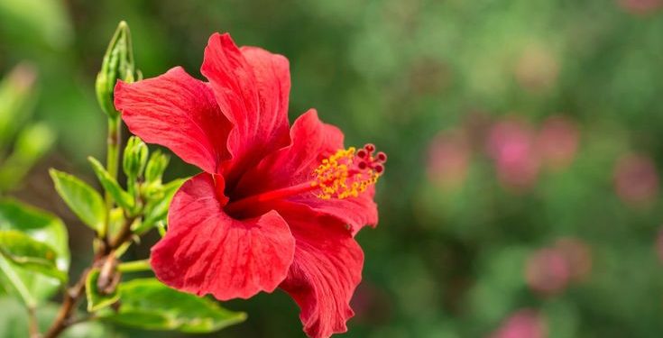 Cara Rambut Hitam Berkilau dengan Bunga Kembang Sepatu