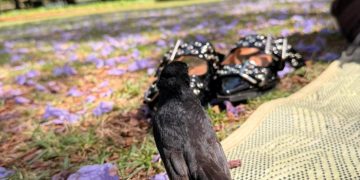 Beda Air Laut dengan Air Bah