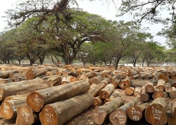 Melawan Penebangan Liar melalui Sistem Goho Wood Ala Jepang