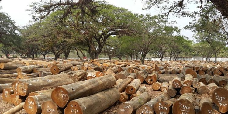 Melawan Penebangan Liar melalui Sistem Goho Wood Ala Jepang