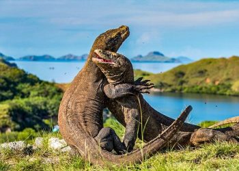 Pulau Komodo NTT Dinobatkan Menjadi Destinasi Terbaik Dunia 2026 Versi BBC