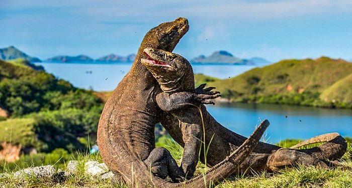 Pulau Komodo NTT Dinobatkan Menjadi Destinasi Terbaik Dunia 2026 Versi BBC
