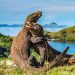Pulau Komodo NTT Dinobatkan Menjadi Destinasi Terbaik Dunia 2026 Versi BBC