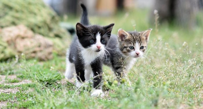 Mengembangkan Rasa Tanggung Jawab Anak melalui Pengasuhan Hewan Peliharaan