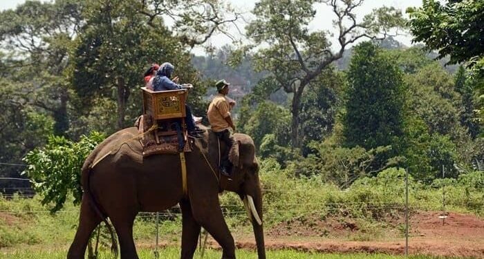Aktivitas Gajah Tunggang di Bali Zoo Resmi Dihentikan Sejak 1 Januari 2026
