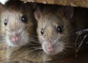 Demam Tinggi Mendadak, Nyeri Otot dan Sakit Kepala bisa Jadi Gejala Penyakit Leptospirosis