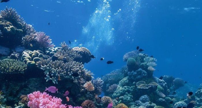 Teluk Manado Sulawesi Utara jadi Lokasi Menyelam Terbaik di Bumi