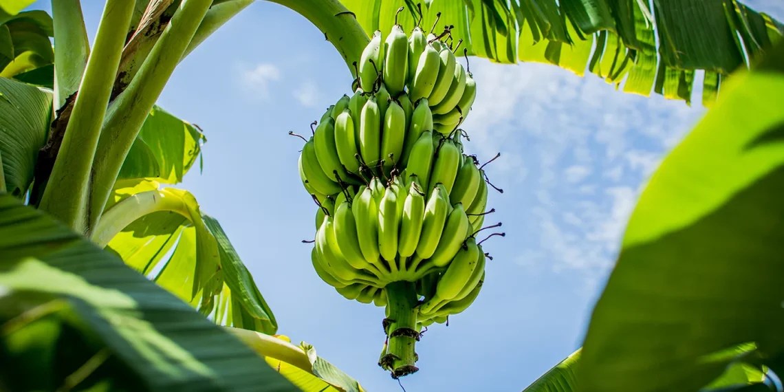 Belajar dari Pohon Pisang