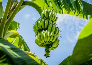 Belajar dari Pohon Pisang