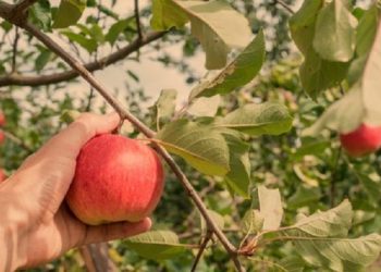 Kemenkes RI Imbau Warga Tidak Konsumsi Buah dengan Bekas Gigitan Kelelawar