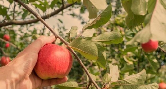 Kemenkes RI Imbau Warga Tidak Konsumsi Buah dengan Bekas Gigitan Kelelawar