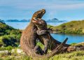 Simak Pembatasan Jumlah Pengunjung di Balai Taman Nasional Komodo