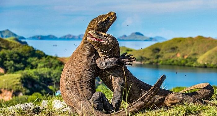 Simak Pembatasan Jumlah Pengunjung di Balai Taman Nasional Komodo