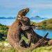 Simak Pembatasan Jumlah Pengunjung di Balai Taman Nasional Komodo