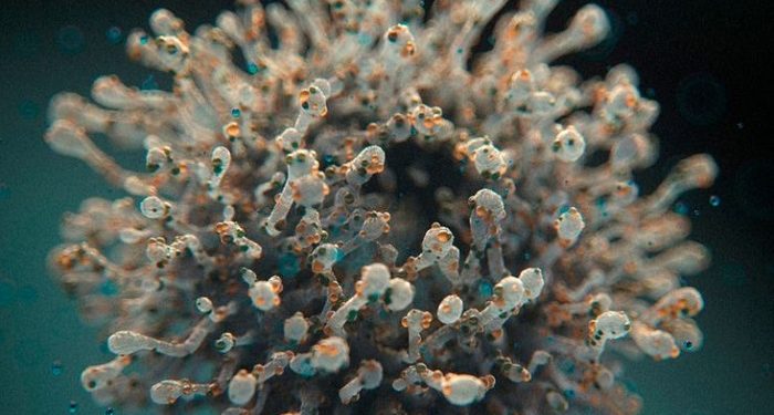 Kemenkes Waspadai Kasus Penularan Virus Nipah di Indonesia