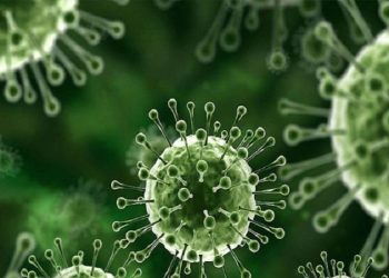 Ketahui Cara Penularan Virus Nipah ke Manusia