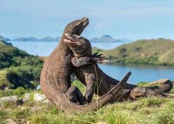 Pemerintah Indonesia dan Jepang Jalin Kerja Sama pada Program Breeding Loan Komodo