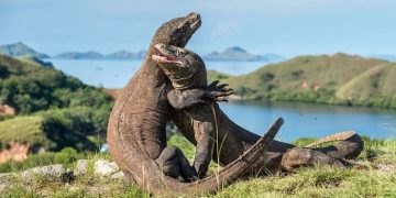 Pemerintah Indonesia dan Jepang Jalin Kerja Sama pada Program Breeding Loan Komodo
