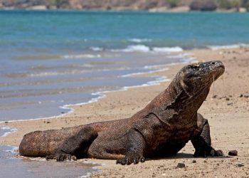 Kemenhut Berencana Tempatkan Komodo di iZoo Jepang
