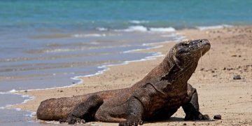 Kemenhut Berencana Tempatkan Komodo di iZoo Jepang