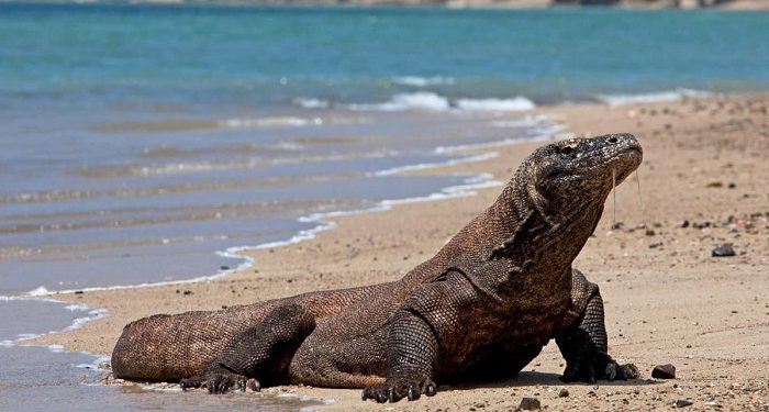 Kemenhut Berencana Tempatkan Komodo di iZoo Jepang
