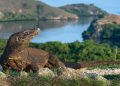 Batasan Kunjungan Wisata ke Taman Nasional Komodo NTT