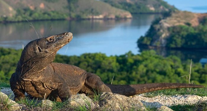 Batasan Kunjungan Wisata ke Taman Nasional Komodo NTT