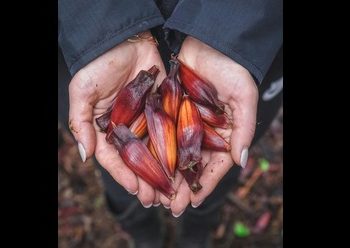 Tumis Jantung Pisang Ala Chef Rudy Choirudin, Lauk Tradisional yang Kaya Rasa