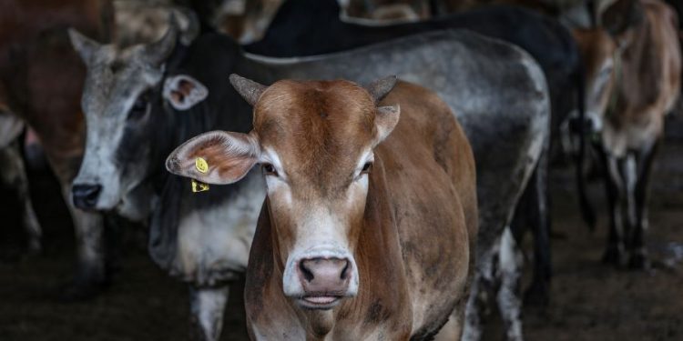 Hukum Qurban atas Nama Orang yang Sudah Wafat