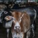 Hukum Qurban atas Nama Orang yang Sudah Wafat