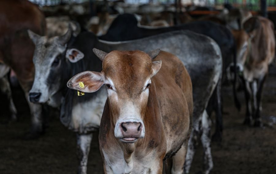 Hukum Qurban atas Nama Orang yang Sudah Wafat