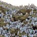 Pesan Mulia dalam Khutbah Rasulullah pada 9 Zulhijjah