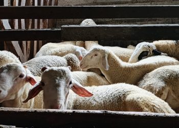 Peternak Binaan Dompet Dhuafa Akui Dapat Banyak Ilmu Penggemukan Hewan Kurban