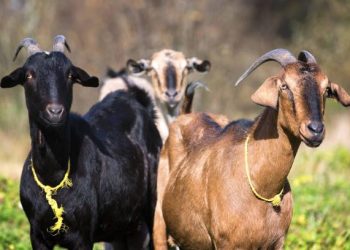 Makna Qurban: Hidup Berkorban untuk Bahagia