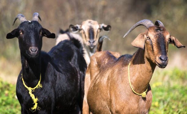 Makna Qurban: Hidup Berkorban untuk Bahagia