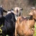 Makna Qurban: Hidup Berkorban untuk Bahagia