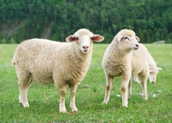 Ketahui Hukum Menawar Saat Membeli Hewan Qurban