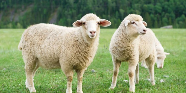 Ketahui Hukum Menawar Saat Membeli Hewan Qurban