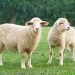 Ketahui Hukum Menawar Saat Membeli Hewan Qurban