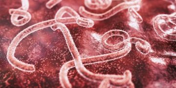 Wabah Ebola Tingkatkan Angka Kematian dan Bawa Risiko Penyebaran yang Signifikan