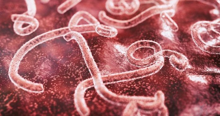 Wabah Ebola Tingkatkan Angka Kematian dan Bawa Risiko Penyebaran yang Signifikan