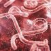Wabah Ebola Tingkatkan Angka Kematian dan Bawa Risiko Penyebaran yang Signifikan
