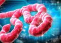 Kemenkes Pantau Perkembangan Penyakit Ebola dalam Situasi Global