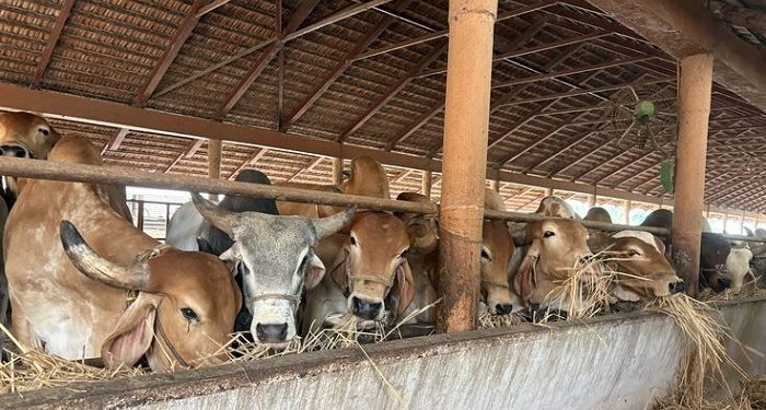 Ratusan Ekor Hewan Kurban di Jakarta Timur Diketahui dalam Kondisi Sakit